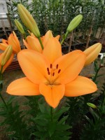 [5132 Flemington VZ No02.JPG]